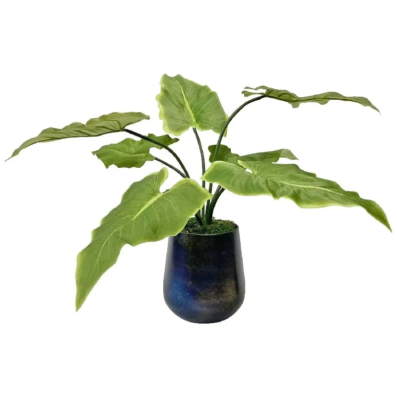 Mari Calla Accent Plant